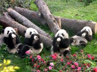 Cuccioli di Panda Giganti al Panda center di Chengdu Panda