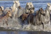 camargue