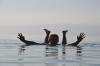 Mar Mort, galleggiamento mar marto
