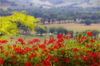 primavera
