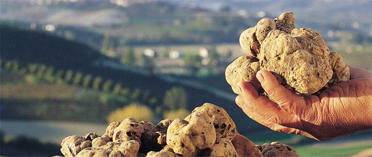 Tartufo biancod'Alba tartufo