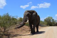 Toue del Sudafrica - Elefante Kruger Park elefante