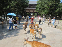 Nara, Cervi nara