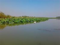 Mantova, fioritura delle ninfee ninfee