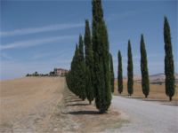Val d'Orcia,viale con cipressi ... una tipicit dell'ordinata campagna Toscana