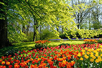 Primavera fioritura di tulipani tulpen