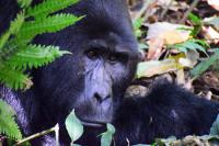 Uganda gorilla di montagna