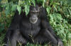 Uganda-Parco Nazionale di Kibale, scimpanzè scimpanze