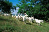 Le Terre Del Verde,Agriturismo capre