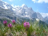Marmolada estate