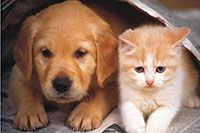 canegatto