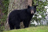 orso