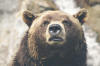 orso