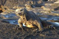 iguana marina, Galapagos lizard