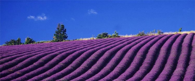 lavanda