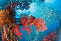 Aqaba, diving diving