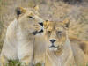 BIG 5 Leone leo