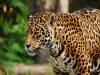 leopardo