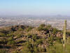 Phoenix