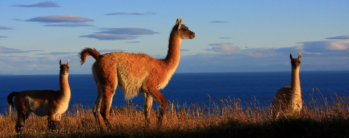 guanachi