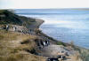 pinguinera