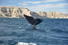 balena