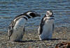pinguino