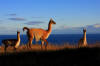 guanachi