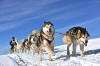 husky
