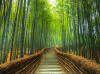 bamboo