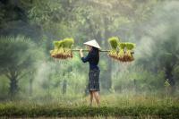 Laos, raccolta del riso laos