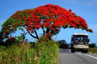 mauritius