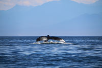 whale watching
