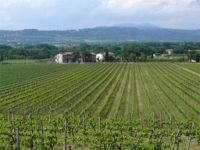 Torgiano, vigneti vigneti