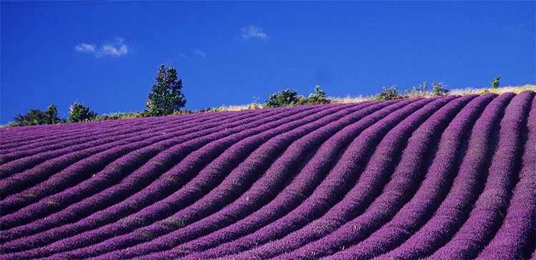 Lavanda, fioritura lavanda